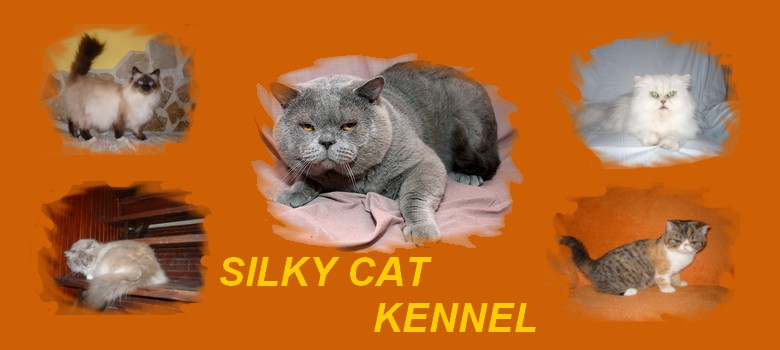 SILKY CAT KENNEL